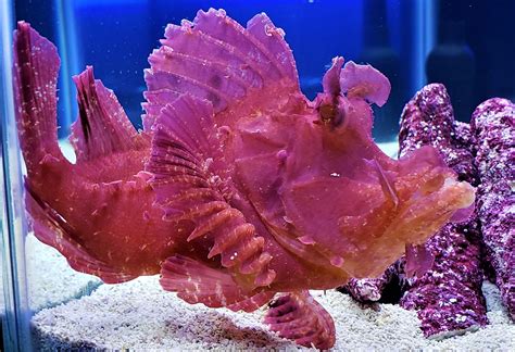 rhinopias fish|Rhinopias Scorpionfish .